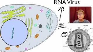 Viral Replication [upl. by Byrom]