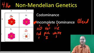 NonMendelian Inheritance [upl. by Aymahs]