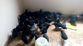 2 Months Old Black Australorp Chicks [upl. by Felicidad]