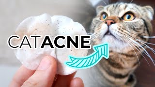 FELINE ACNE TREATMENT FROM HOME How To Remove Cat Acne or Blackheads From Your Cats Chin [upl. by Quinn734]