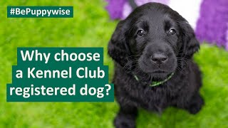 Why choose a Kennel Club registered dog [upl. by Gnim154]