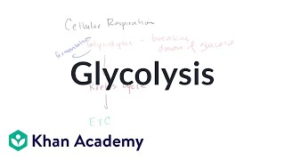 Glycolysis in Cellular Respiration [upl. by Nolahc]