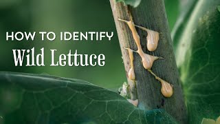 How to Identify Wild Lettuce and distinguish from common lookalikes [upl. by Evars]