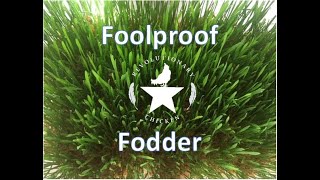 Foolproof Fodder for Chickens [upl. by Abbye277]