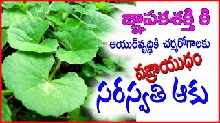 Brahmi Health Benefits  Ayurvedic Herbs telugu [upl. by Annamarie]