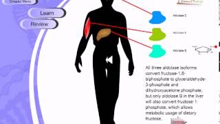 Glycolysis [upl. by Corissa]