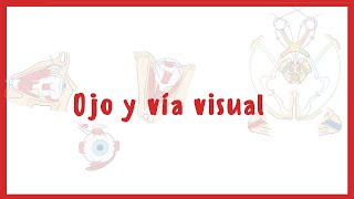 NEUROANATOMÍA  Anatomía del Ojo y la vía visual  Blasto Med [upl. by Aigneis]