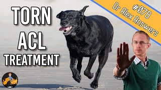 The Best Torn Dog ACL Treatment  Surgery or Home Management  Dog Care Vet Advice [upl. by Elumas]