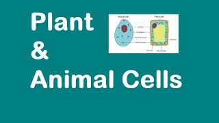 Plant and Animal Cells KS3 SCIENCE [upl. by Ehudd199]