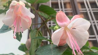 94Fuchsia flowers how to grow and care [upl. by Auqeenahs805]