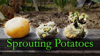 Sprouting Potatoes  Garden Quickie Episode 10 [upl. by Ernst]