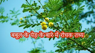 बबूल के पेड़ के बारे में रोचक तथ्य  Interesting Facts About Babool Tree in Hindi [upl. by Elleirbag]