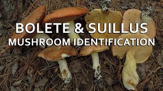 Bolete amp Suillus Mushroom Identification with Adam Haritan [upl. by Enileuqaj743]