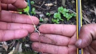 How to propagate hellebores [upl. by Ralina]