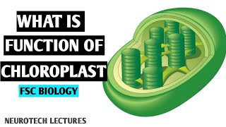 Chloroplast Structure and function animated [upl. by Papageno]