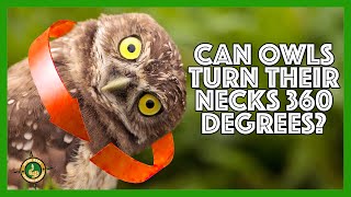 Can an owl turn its head all the way around A full 360 degrees [upl. by Arocat]