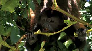 AGUAS TROPICALES  Documental Naturaleza HD 1080p  Grandes Documentales [upl. by Sulienroc222]