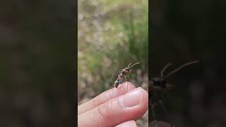 Myrmecia nigrocincta queen [upl. by Cralg]