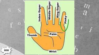 Finger Names What are Fingers Called [upl. by Dhaf]