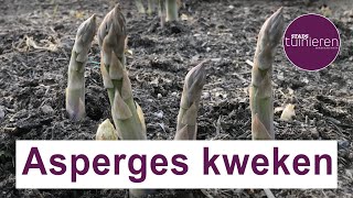 Stadstuinieren  Asperges kweken moestuin [upl. by Ronnie307]