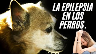 Epilepsia en Perros  IMÁGENES MUY FUERTES [upl. by Alroy]