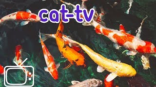 CATTV  Boredom Blasting Fish Videos for Cats [upl. by Htebyram135]