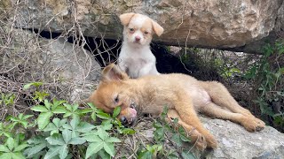 The cry for help of two dogs abandoned by their cruel owner on the side of the road and I saved them [upl. by Pritchard929]