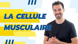 COURS DE TERMINALE SPÉCIALITÉ SVT CHAP16 LA CELLULE MUSCULAIRE UNE STRUCTURE SPÉCIALISÉE [upl. by Eustacia]