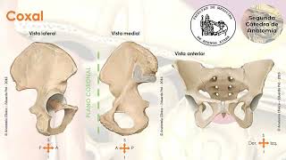 L32  Pelvimetría  Anatomía 2  FMed UBA [upl. by Ynaffyt]