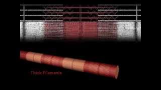 Muscle Contraction Overview Animation [upl. by Nna600]