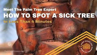 How To Spot A Sick Palm Tree  QUICK TIP [upl. by Evol267]