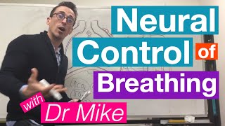 Neural Control of Breathing  Respiratory System [upl. by Rodolfo]