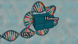 Chromosome structure  Medical animation [upl. by Tedmund803]