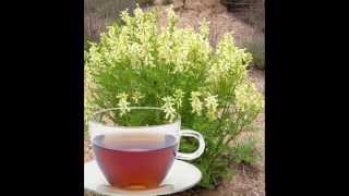 Astragalus Herb Tea Health Benefits [upl. by Esme379]