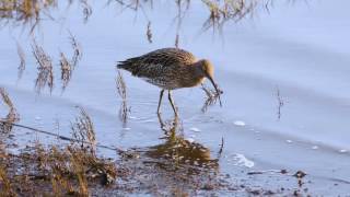 Wading birds [upl. by Nieberg]