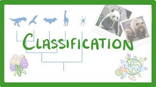 GCSE Biology  Classification 80 [upl. by Ahsratal]