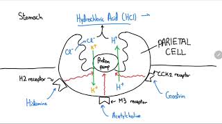 Proton Pump Inhibitors Explained in 4 Minutes [upl. by Kovacev]