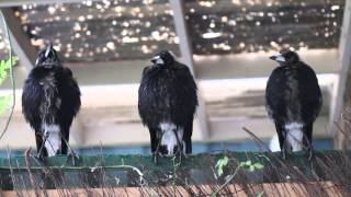 Three Australian Magpies Sing in Unison [upl. by Hirsch]