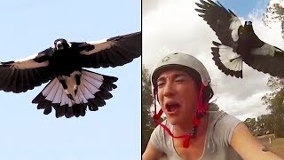 Ozzy Man Reviews MAGPIES [upl. by Eekaz]