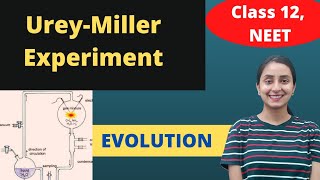 Millers Experiment  Class 12  Evolution [upl. by Ocire]