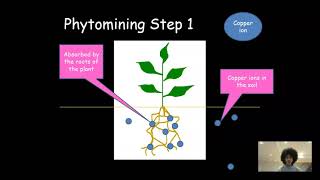 Phytomining and Bioleaching  AQA GCSE Chemistry 41014 [upl. by Bomke932]