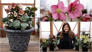 Hellebore Care Guide  Garden Answer [upl. by Dreddy]