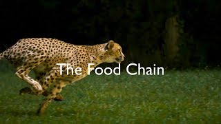 The Food Chain [upl. by Nyltyak]