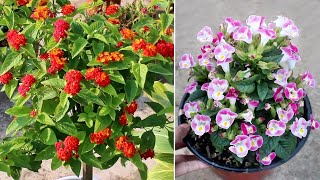 15 BLOCKBUSTER Plants that Bloom ALL Year Around [upl. by Thamora]