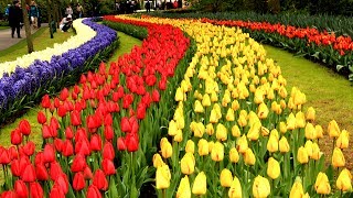 Keukenhof Gardens Netherlands • Tulip Garden in Holland  European Waterways [upl. by Enihpets]