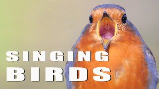 SINGING BIRDS [upl. by Bartholomew326]