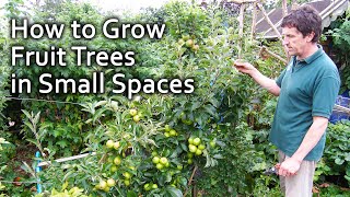 How to Grow Fruit Trees in Small Spaces [upl. by Namilus155]