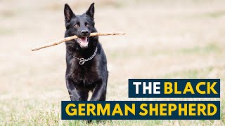 Black German Shepherd Your Guide to The AllBlack GSD [upl. by O'Gowan]