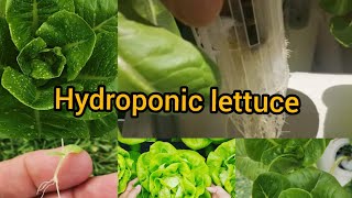 Hydroponic Lettuce For beginner AT Home [upl. by Gnehp]