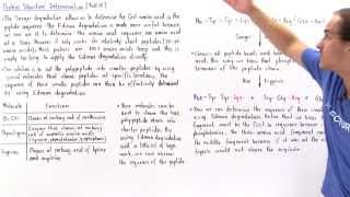 Sequencing Amino Acids in Proteins [upl. by Antipus637]